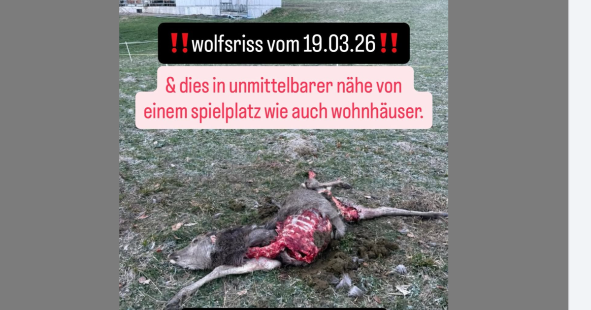 Triesenberg: Zwei W&ouml;lfe reissen Rotwild in Siedlungsn&auml;he